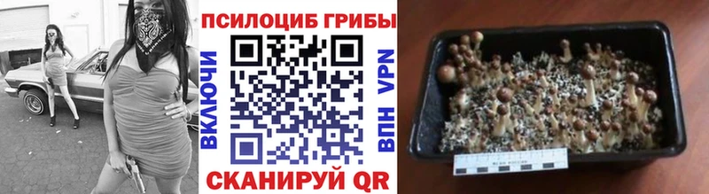 Псилоцибиновые грибы Cubensis  Зеленокумск 